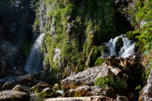 Dachserfall